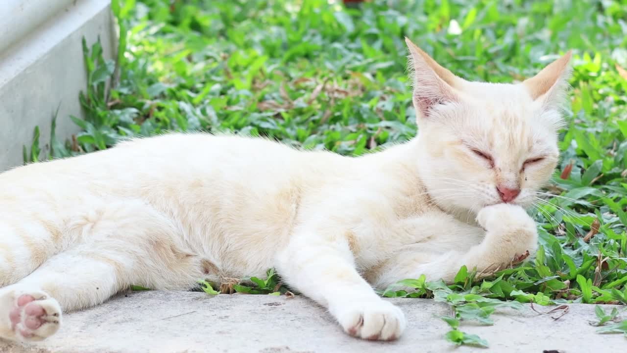 A white cat peacefully grooms itself while lying on a patch of green grass.