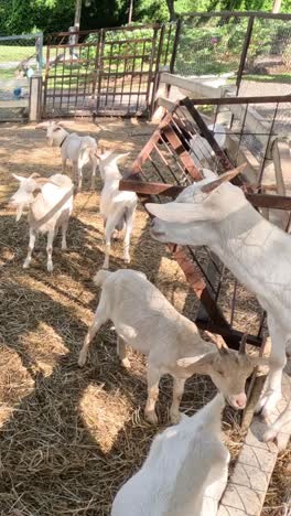 goats jumping and interacting in a farm enclosure.