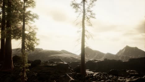 trees in fog in mountains