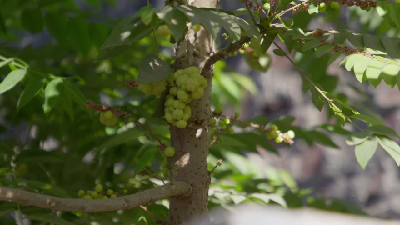 A closeup of a cluster of Star Gooseberry (Phyllanthus acidus) fruit in the tree with sunlight