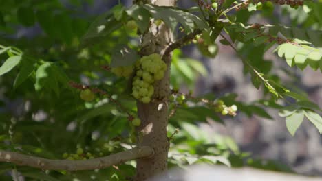 a closeup of a cluster of star gooseberry (phyllanthus acidus) fruit in the tree with sunlight