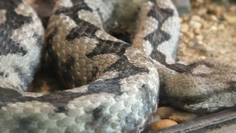 víbora con cuernos víbora ammodytes serpiente