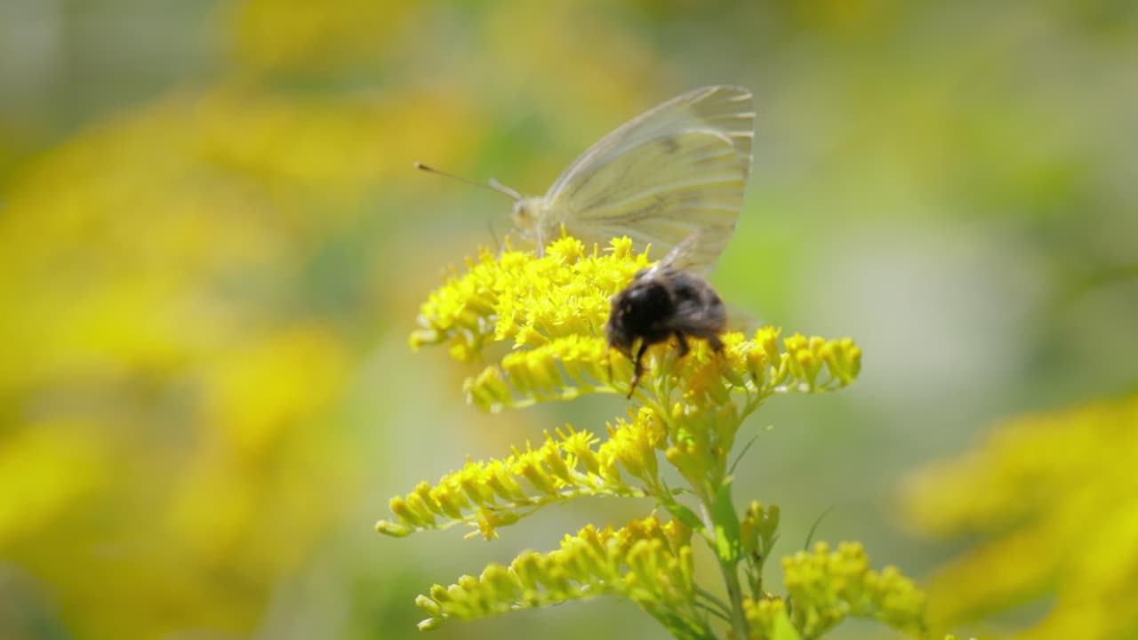 Shaggy Bumblebee pollinating and collects nectar from the yellow flower of the plant