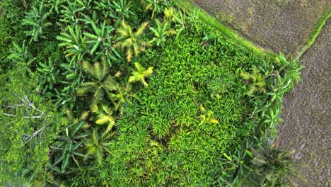 Agricultural-parcels-in-green-color-surrounded-by-palm-trees-forest-seen-from-above-in-Indonesia