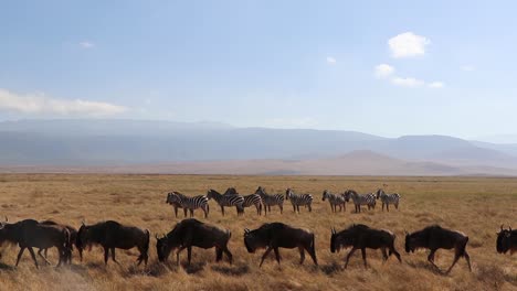 A-clip-of-a-herd-wildebeest,-Connochaetes-taurinus-or-Gnu-marching-past-Zebra,-Equus-Quagga-formerly-Burchell's-zebra-or-Equus-burchelli-in-the-Ngorongoro-crater-Tanzania