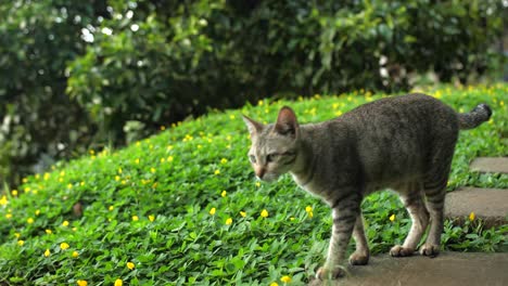 pan-shot-of-beautiful-tabby-young-cat-walking-near-Rice-terraces-in-Tegallalang,-Bali,-Indonesia