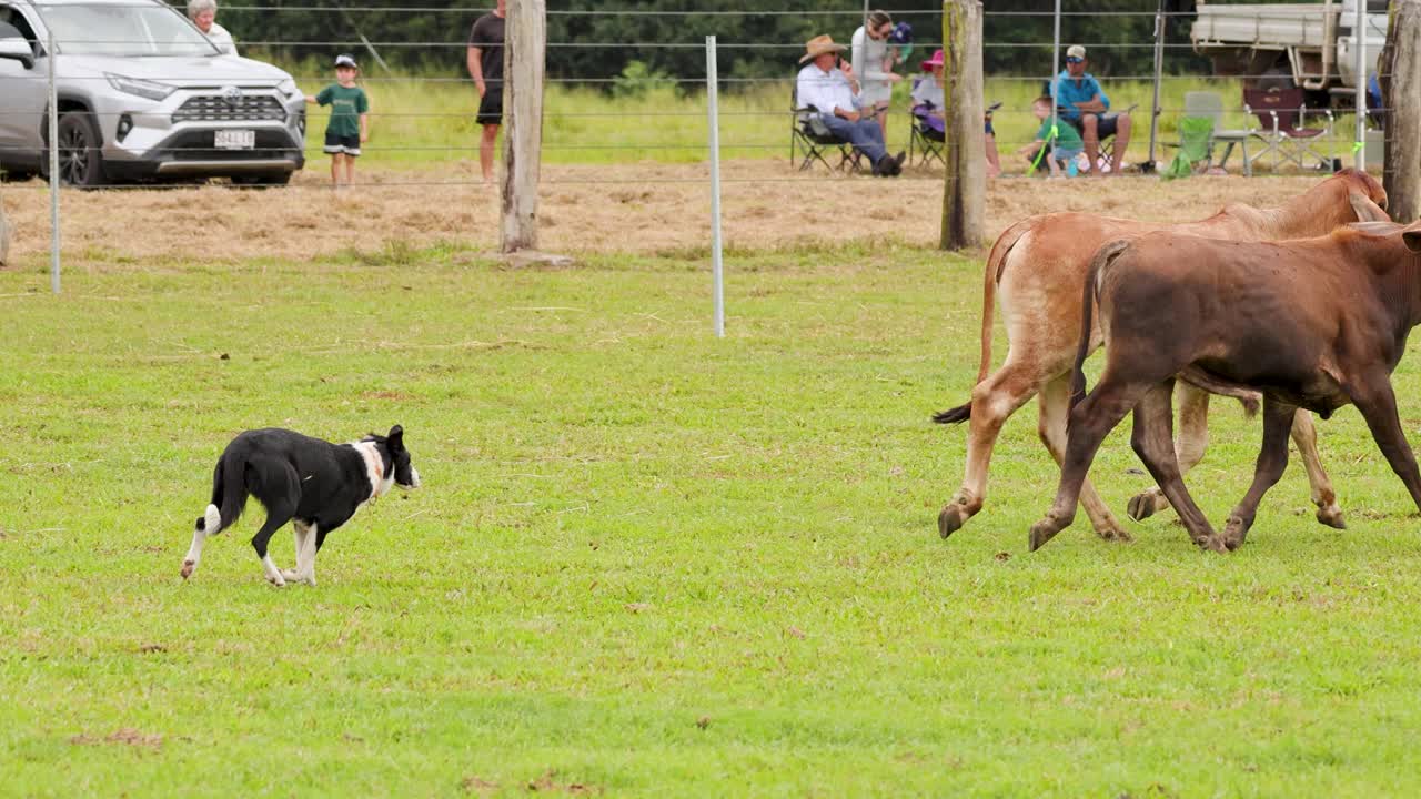 A skilled cattle dog herds cows in a rural field, showcasing precision and teamwork under overcast skies