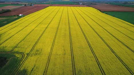 Campo-De-Colza-En-Yorkshire,-Inglaterra.-Descendente-Aéreo