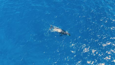 mother-humpback-whale-pushing-calf-to-the-surface-for-after-giving-birth