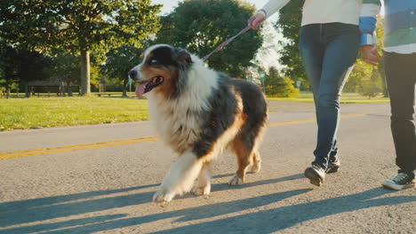 australian shepherd dog on a leash