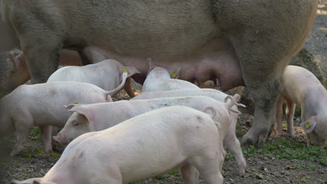 cute young piglets drinking milk of udder of adult sow,close up shot - prores 4k