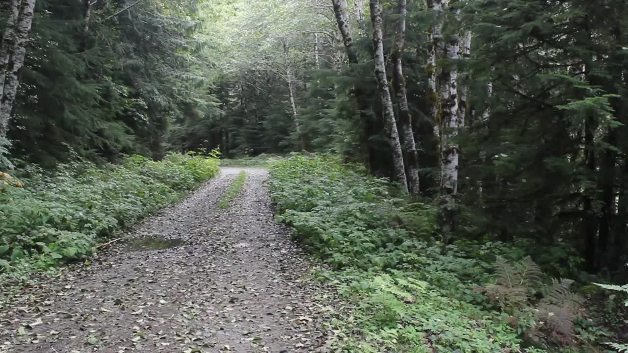 escena del río del bosque sereno
