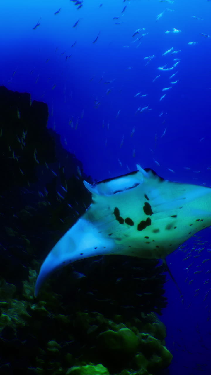 Manta ray swimming gracefully near vibrant coral formations underwater