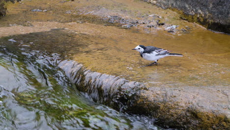 white wagtail  bird forages by stream water