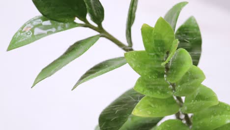 Slow-motion-of-small-drops-falling-on-residential-potted-plant-leaves