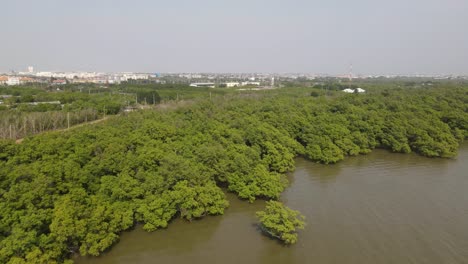 Mangrove-trees-growing-at-the-coastal-area-of-Samut-Prakan,-reverse-aerial-footage-revealing-a-coastal-suburban-area,-mangrove-forest,-and-the-sea