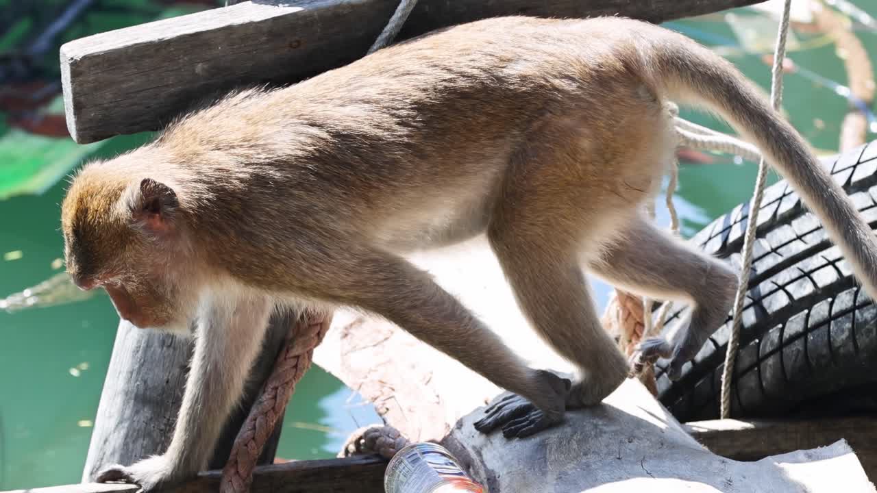 A monkey carefully balances on a wooden beam near water, showcasing its agility and curiosity.