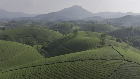 vista aérea del arroz mu cang chai archivado en vietnam