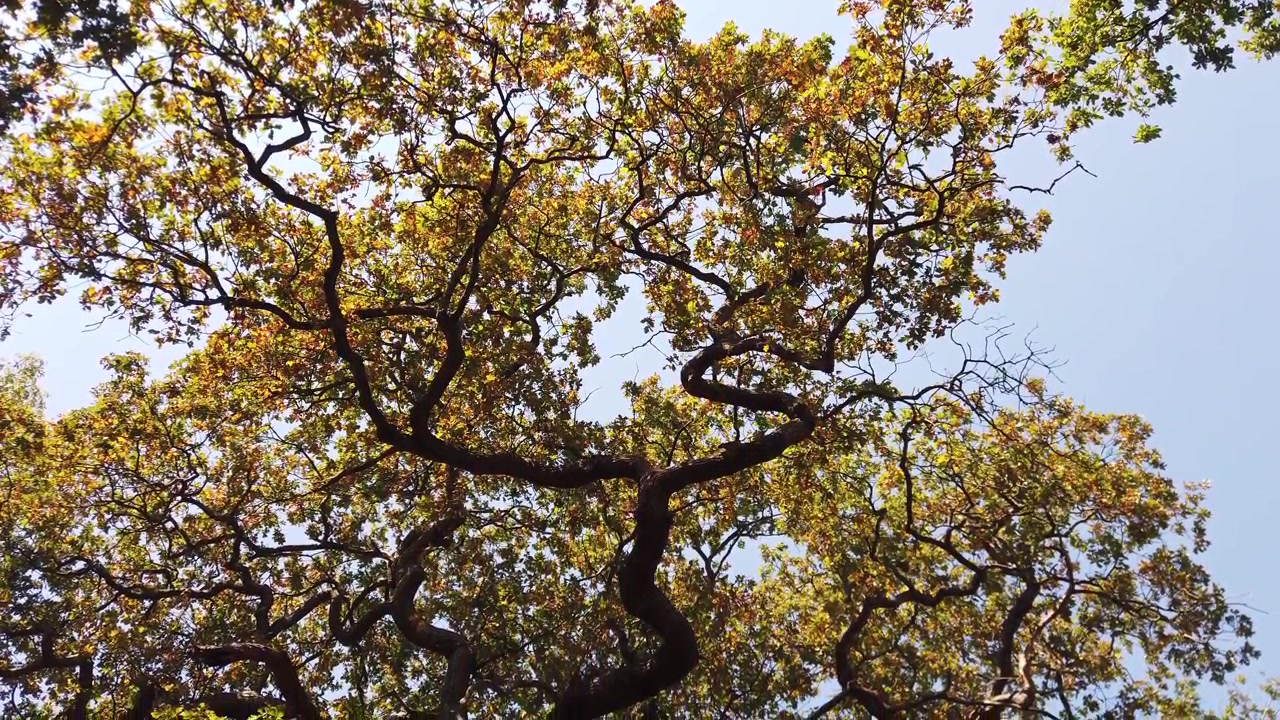 Panoramica verticale cinematografica di un maestoso vecchio albero di quercia, dalla chioma autunnale dorata contro il cielo blu, giù per rami contorti e nodosi fino a un tronco coperto di edera in un tranquillo bosco inglese