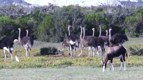 ostriches in the southern cape forage with a bontebok grazing in the foreground