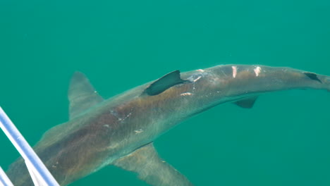 tiburón herido con cortes detrás de la aleta dorsal nadando debajo de la superficie