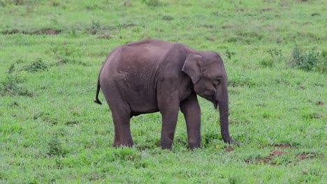 Die-Asiatischen-Elefanten-Sind-Vom-Aussterben-Bedroht-Und-Sie-Sind-Auch-In-Thailand-Beheimatet