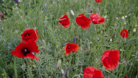 headache,-headwark,-corn-poppies-on-field