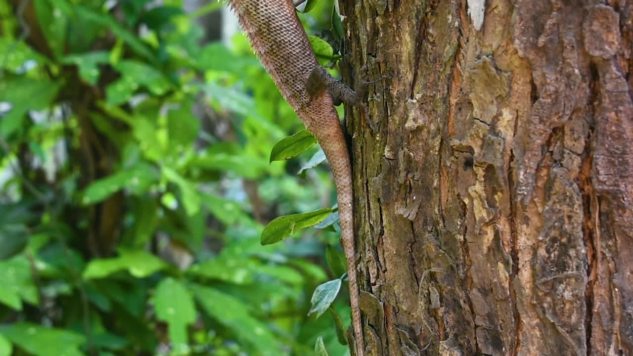 Male oriental garden lizard on a tree in the tropical country Sri Lanka