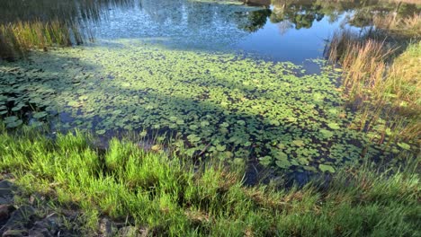 tranquil pond surrounded by lush greenery