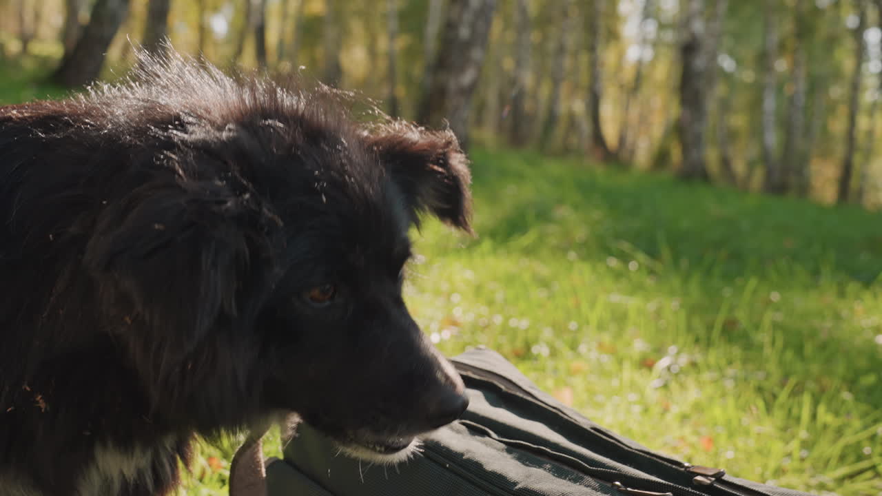 Black dog sitting in grass, quiet camping scene with camper offering treat beside backpack and birch trees, warm sunlight on fur, hesitant gentle bite, tranquil nature atmosphere and close profile