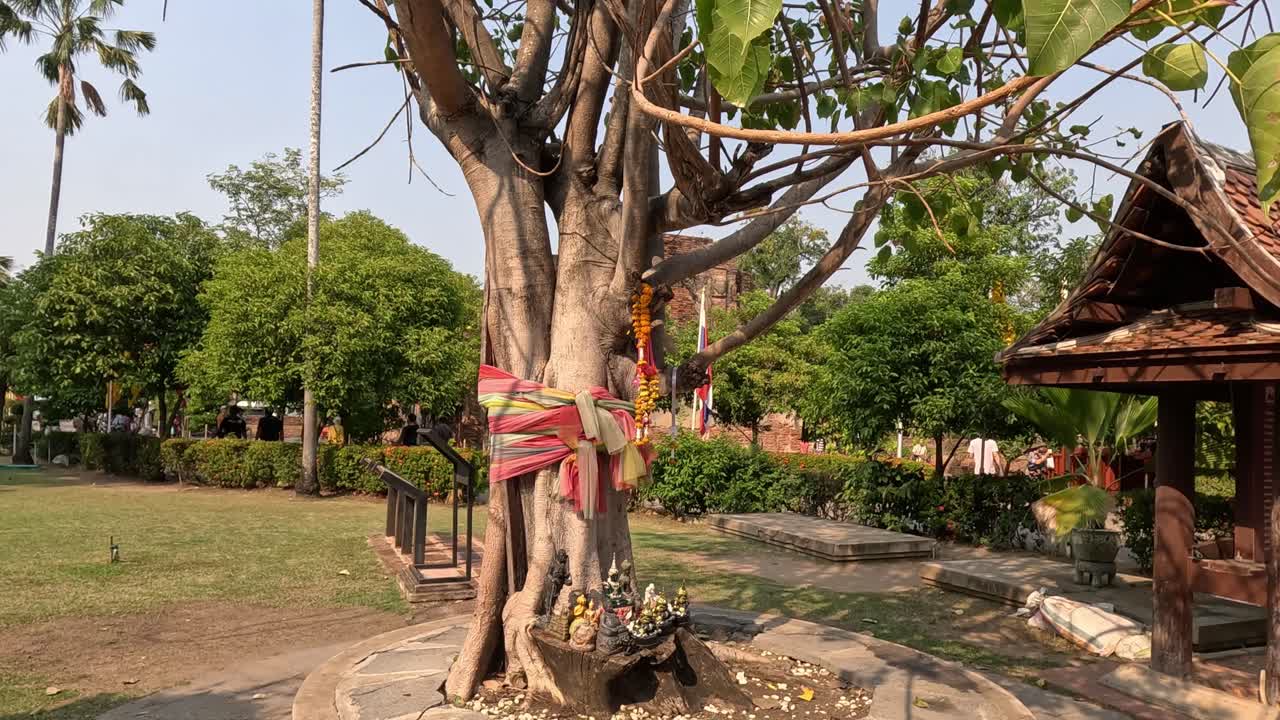 Person performing a ritual around a sacred tree
