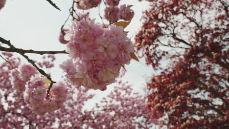 Flores-De-Cerezo-Meciéndose-En-El-Viento