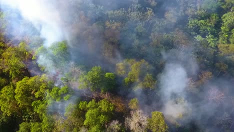 Aerial-view-around-a-wildfire,-smoking-trees-near-a-road-and-houses,-in-tropical-forests-of-Africa---orbit,-drone-shot