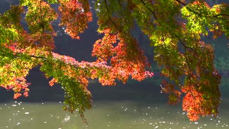 beautiful autumn colored trees against pond at daytime in slow motion