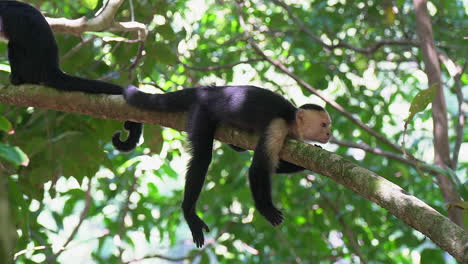 white-faced capuchin monkey resting on tree branch gets up to leave