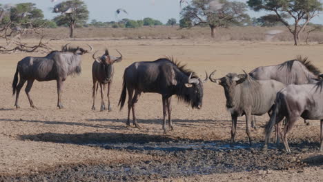 Herd-Of-Wildebeest-Roaming-At-The-Savannah-In-Botswana-With-Birds-Flying---Medium-Shot