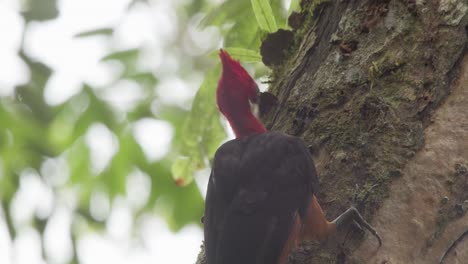 Rothalsspecht-Jagt-Insekten-In-Baumrinde,-Tambopata-Nationalreservat