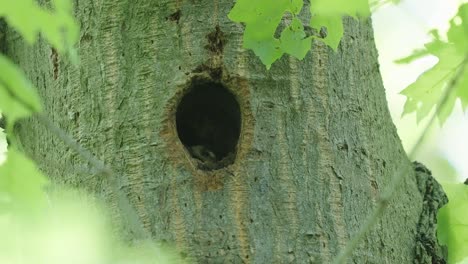 breeding of great spotted woodpecker inside a nest dug in a tree trunk