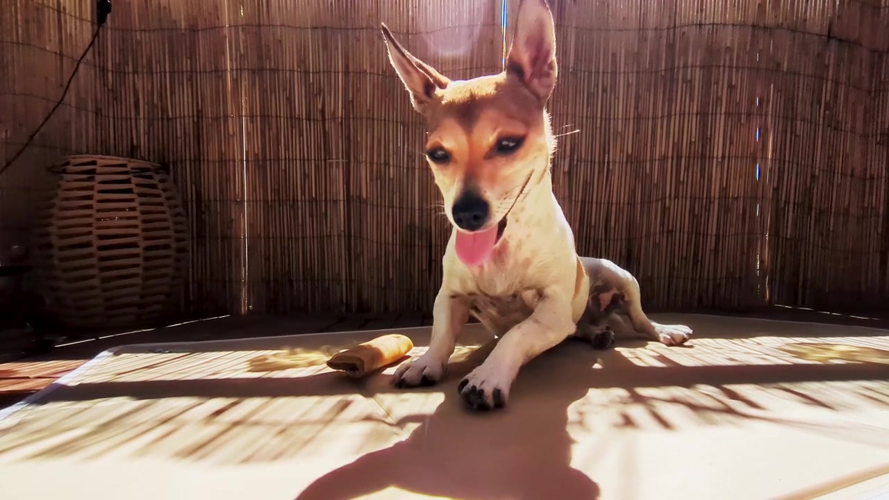 Un piccolo Jack Russell Terrier passa dalla posizione eretta a quella sdraiata su un tappetino da balcone soleggiato, ansimando accanto a un gioco da masticare e a uno schermo di bambù.