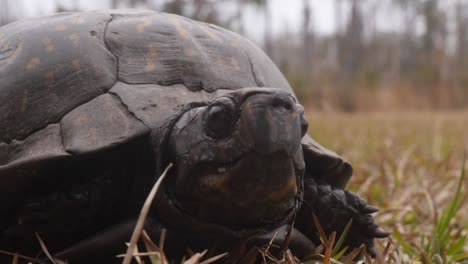 cerca de una cara de tortugas de caja de la costa del golfo que sale del caparazón
