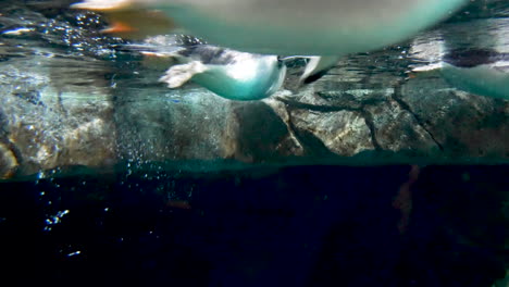 captive penguins play in an underwater habitat