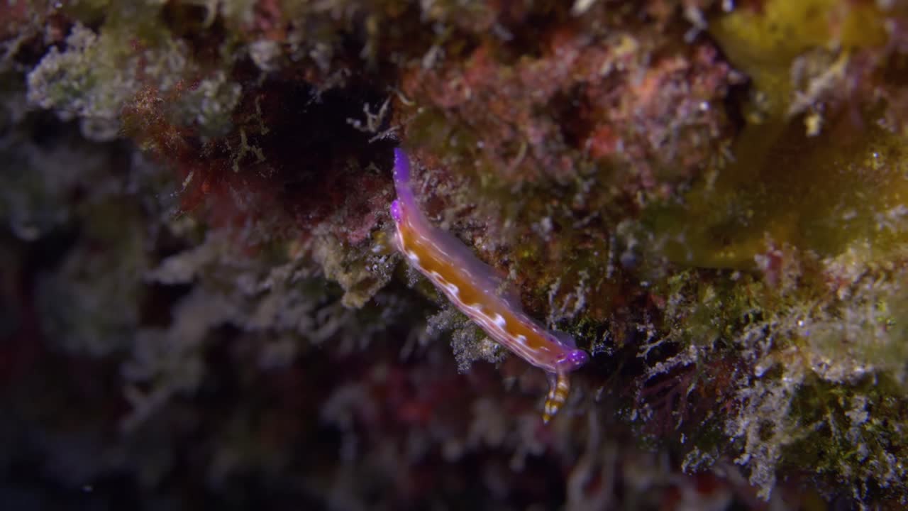 hermoso y colorido nudibranquio moviéndose lentamente en la cornisa del arrecife