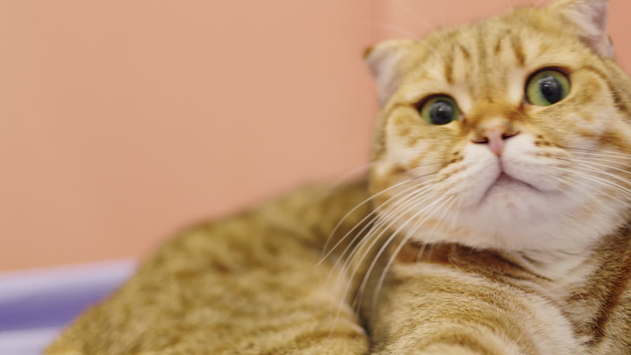 Gato Scottish Fold