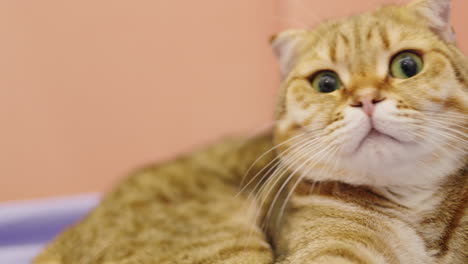 scottish fold cat