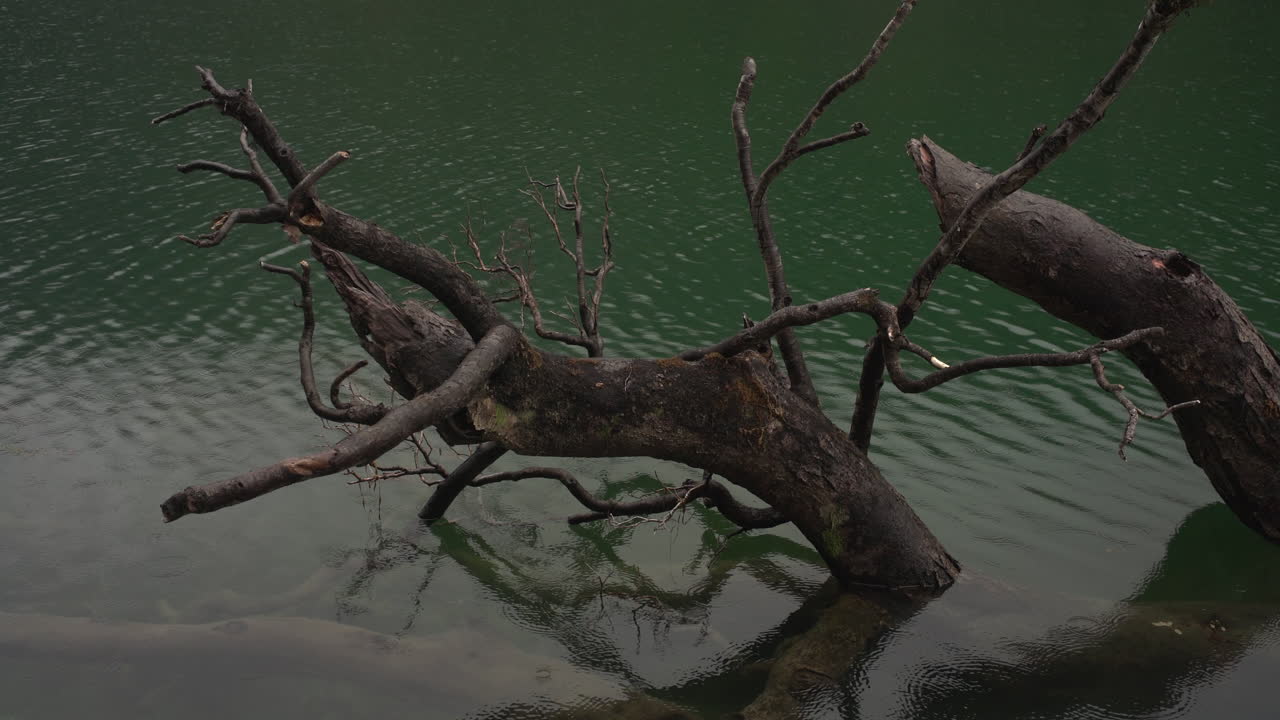 A serene scene unfolds as a tree branch gracefully arches toward the peaceful waters of Fiordland in New Zealand.