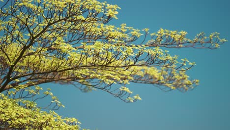 Fresh-yellow-green-spring-leaves-on-the-slender-tree-branches