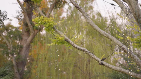 fairy lights strung on branches of tree creating romantic atmosphere