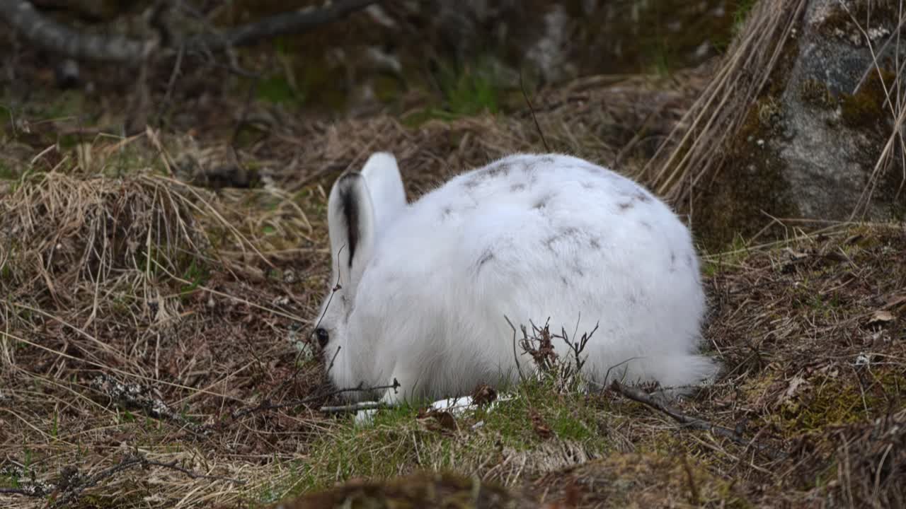 Handheld closeup of mountain hare feeding on dry grass in late autumn with winter coat and upright ears