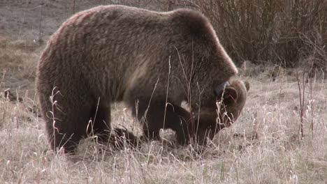 grizzly 152 excava en busca de raíces