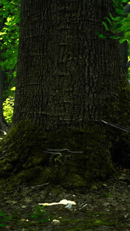 a close up of a tree trunk in a forest